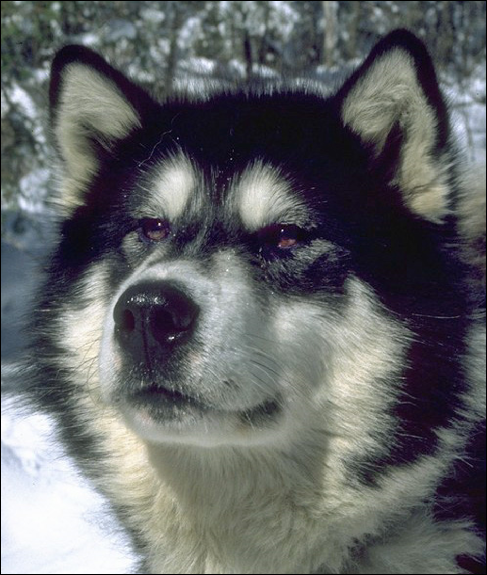 Meet Sam, The Most Amazing Sled Dog in Polar History