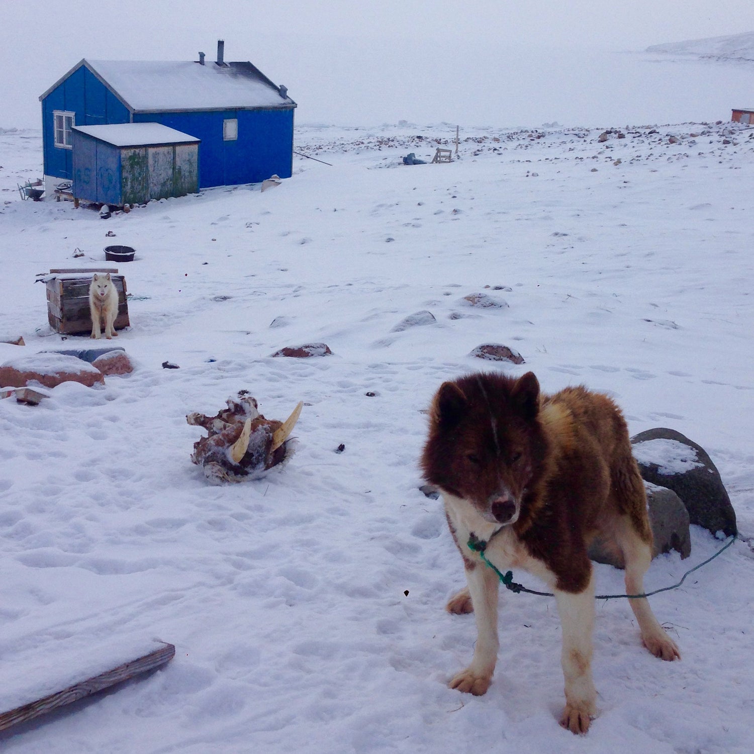 Greenland Trip Report - Paul Schurke